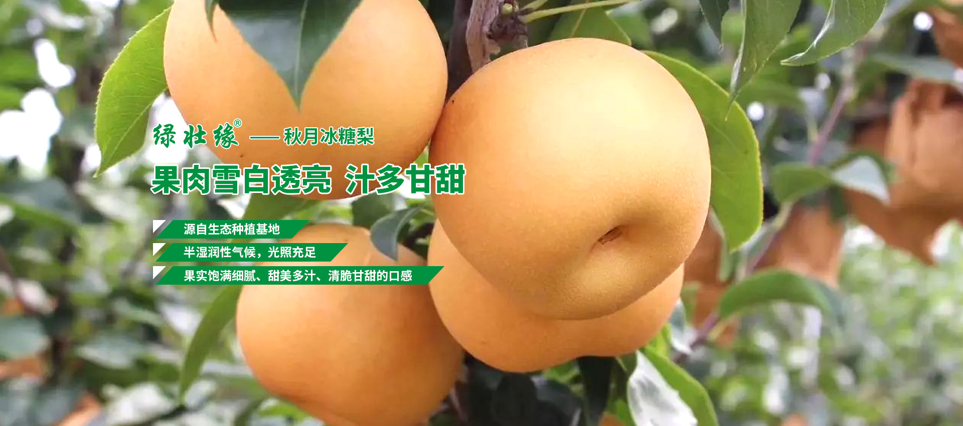 秋月梨基地、萊陽(yáng)秋月梨廠(chǎng)家、秋月梨批發(fā)商