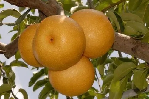 萊陽(yáng)秋月梨廠家 萊陽(yáng)秋月梨廠家